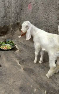 بزغاله نر پاکستانی