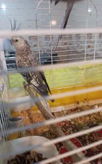 عروس هلندی
