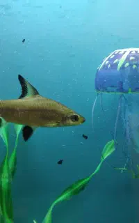 ماهی سیلور شارک