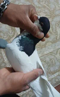 کبوتر بی عیب