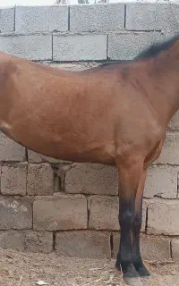 اسب فروش یا معاوضه