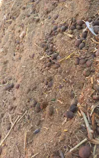 کود گوسفندی
