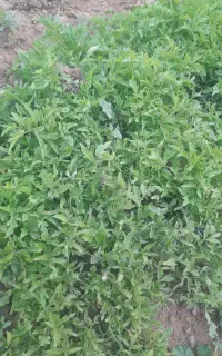 تیلکی گوجه