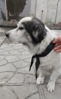 واگذاری سگ رایگان