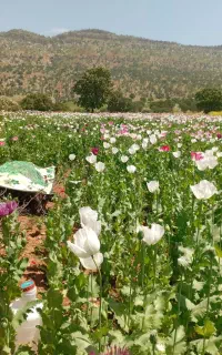 کار گرهستم