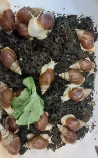 حلزون آچاتینا