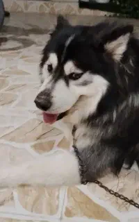 سگ دورگ هاسکی سامویید