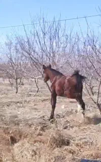 اسب عرب کره ۱و نیم ساله مادیان