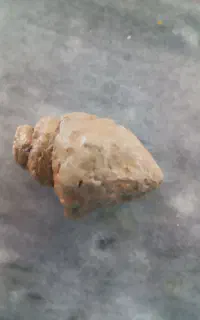 فسیل