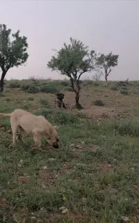 توله پژدر 4 ماهه ماده