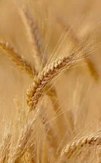 فروش کاه گندم