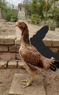 مرغ وخروس لاری