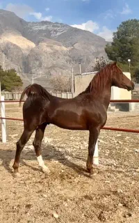 سیلمی کرد جهت کشش