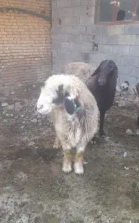 یک راس شیشک بره سوم ابستن بفروش میرسد