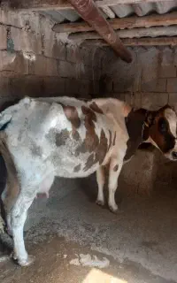 گاو گلپایگانی