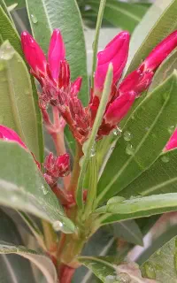 گل زیبا