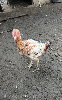 خروس و مرغ لاری و غاز و اردک