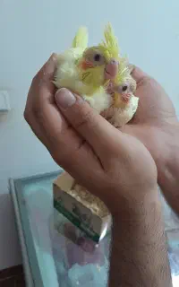 طوطی عروس سرلاکی لوتینو خال زعفرانی