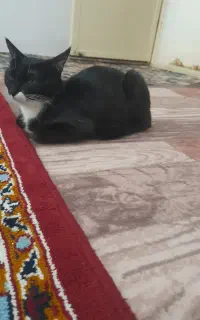 یک عدد گربه رایگان