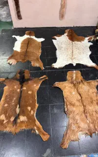 پوست بز گوسفند گاو