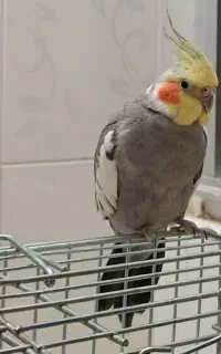 گمشده