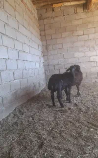 بره نر