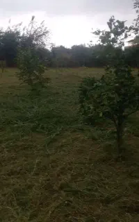 علف تراشی علف زنی زمین حرفه ای
