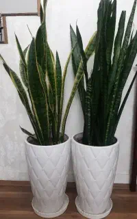 گل سانسور یا بزرگ