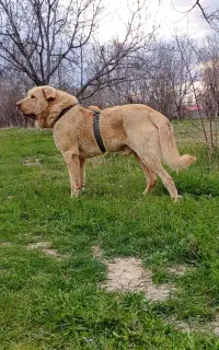 سگ پژدر یا عراقی