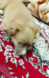 سگ پاکوتاه