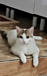گربه