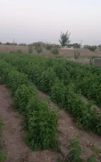 نهال فروشی