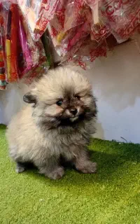 پامرانین فنجونی