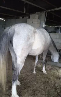 اسب ترکمن ابستن چندروز مانده به زایشش با کره یکسال