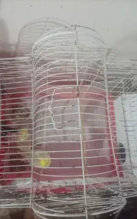 دوجفت عروس هلندی