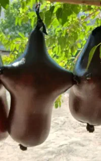 هیزه  دو منی و سه منی وچهارمنی