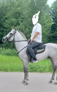 اسب نیله گل دار عرب
