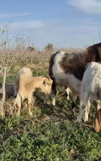 بزو کره