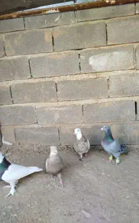 کبوتر
