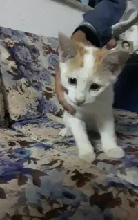 گربه پیداشده