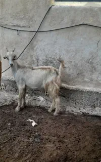 فروش یک عددبزغاله ماده