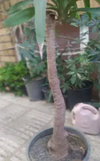 یوکا