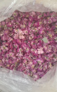 گل محمدی