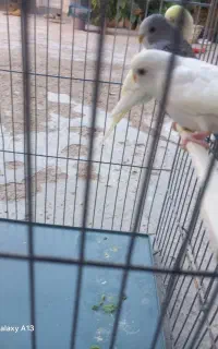 فروش ۱ جفت جوجه مرغ عشق