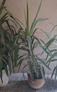 گلدان نخل و مرداب
