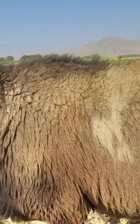 قوچ کله عروس