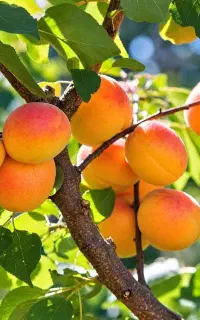 عرضه نهال زردآلو عسکر آبادی با کیفیت
