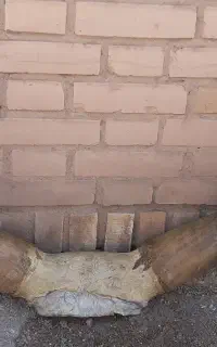 شاخ گاو میش اصل