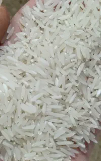برنج فجر سوزنی ۹۰روزه درجه یک امساله