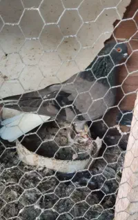 یک جفت کبوتر پرشی